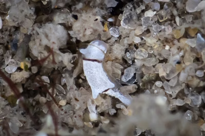 Goniodoridella sp. 9 - Goniodoridella sp. 9