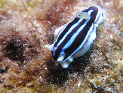 Chromodoris sp. 2 - Chromodoris sp. 2