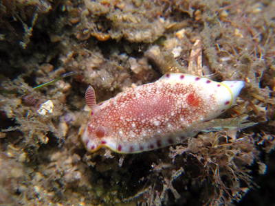 Goniobranchus sp. 2 - Goniobranchus sp. 2