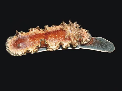 Glossodoris sp. 4 - Glossodoris sp. 4