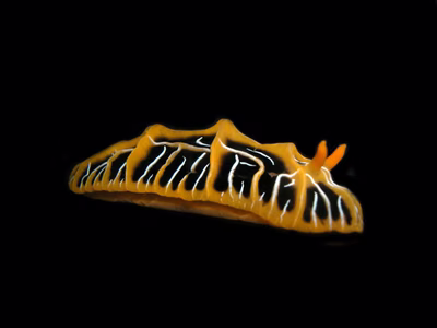 Reticulidia halgerda - Reticulidia halgerda