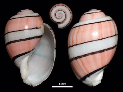 Aplustrum amplustre - Aplustrum amplustre