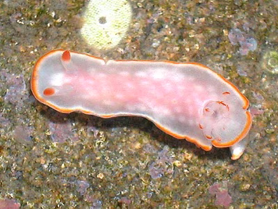 Diversidoris sp. 2 - Diversidoris sp. 2