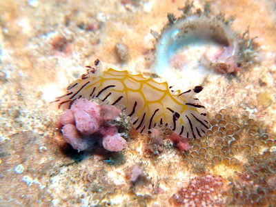 Halgerda elegans - Halgerda elegans