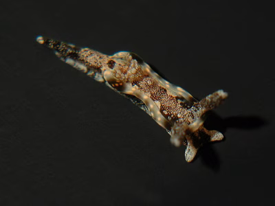 Goniodoris joubini - Goniodoris joubini