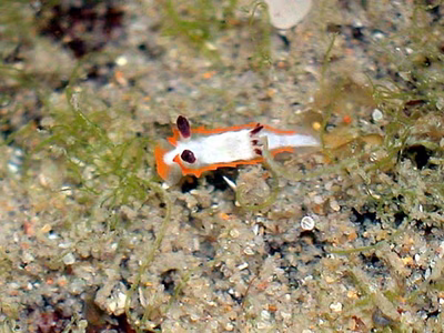 Goniodoris sp. 1 - Goniodoris sp. 1