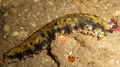 Dermatobranchus phyllodes - Dermatobranchus phyllodes