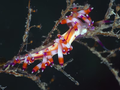 Flabellina sp. 9 - Flabellina sp. 9