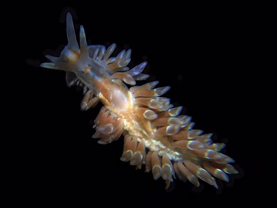 Anteaeolidiella ireneae - Anteaeolidiella ireneae