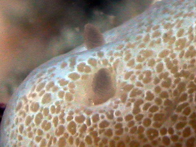 Hallaxa translucens - Hallaxa translucens