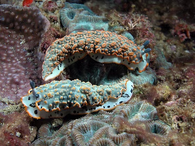 Dermatobranchus ornatus - Dermatobranchus ornatus