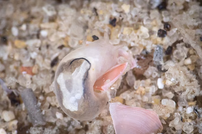 Gymnodoris sp. 25 - Gymnodoris sp. 25