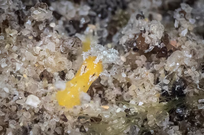 Kaloplocamus sp. 2 - Kaloplocamus sp. 2