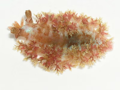 Marionia sp. 1 - Marionia sp. 1