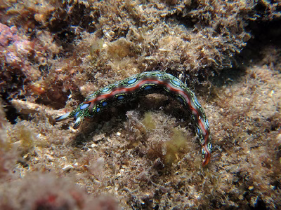 Thuridilla sp. 5 - Thuridilla sp. 5