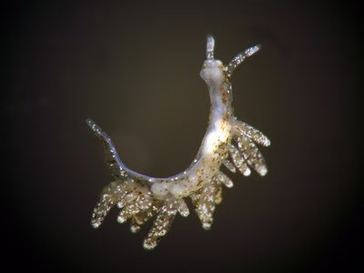 Hermaea sp. 6 - Hermaea sp. 6