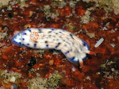 Hypselodoris sagamiensis - Hypselodoris sagamiensis