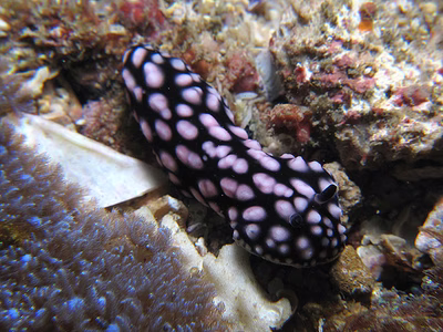 Phyllidiopsis burni - Phyllidiopsis burni