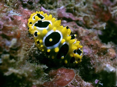 Phyllidia ocellata - Phyllidia ocellata