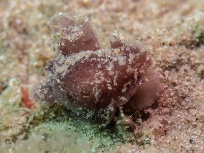 Discodoris sp. 6 - Discodoris sp. 6