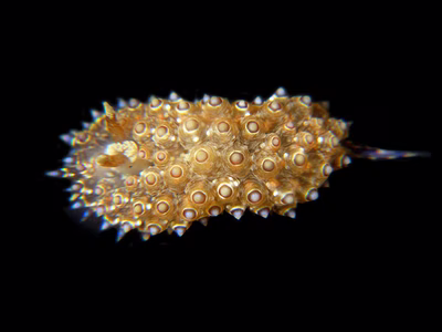 Janolus sp. 2 - Janolus sp. 2