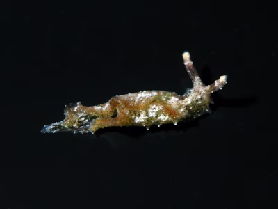 Elysia sp. 4 - Elysia sp. 4