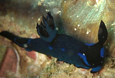 Tambja morosa - Tambja morosa