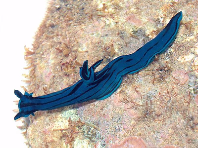 Tambja caeruleocirrus - Tambja caeruleocirrus