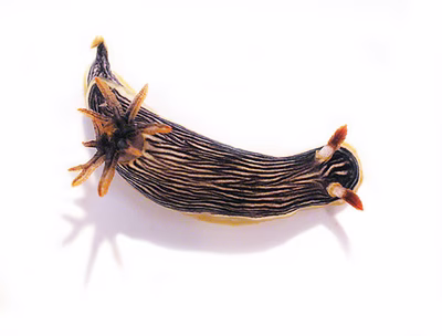 Chromodoris burni - Chromodoris burni