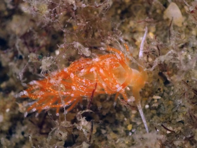 Tularia bractea - Tularia bractea