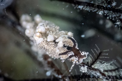 Eubranchus sp. 10 - Eubranchus sp. 10