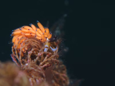 Favorinus tsuruganus - Favorinus tsuruganus