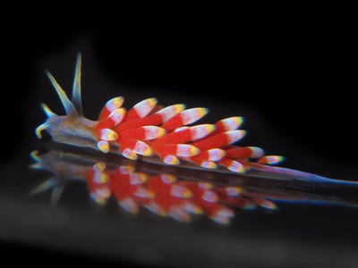 Tenellia sp. 12 - Tenellia sp. 12