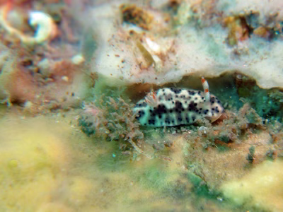 Hypselodoris placida - Hypselodoris placida
