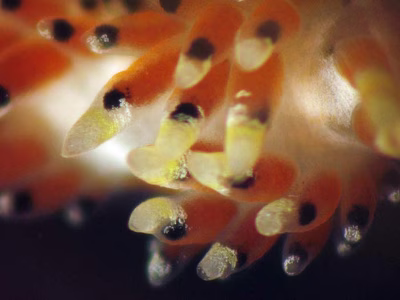 Facelina sp. 3 - Facelina sp. 3