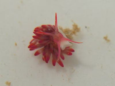 Tenellia sp. 26 - Tenellia sp. 26