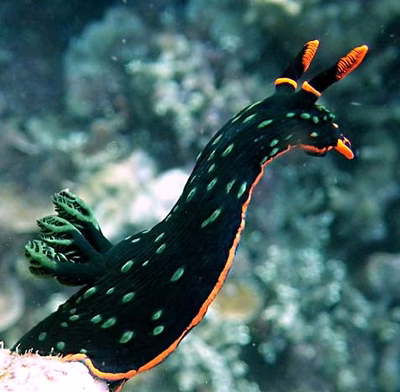 Nembrotha kubaryana - Nembrotha kubaryana