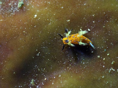 Trapania sp. 2 - Trapania sp. 2