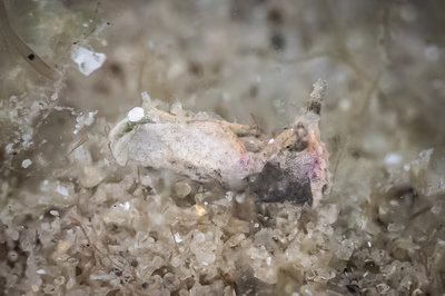 Elysia sp. 18 - Elysia sp. 18