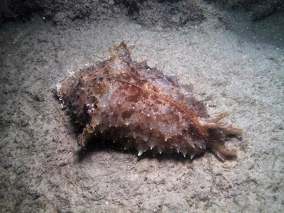 Dolabella auricularia - Dolabella auricularia