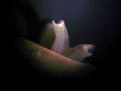 Berthella stellata - Berthella stellata