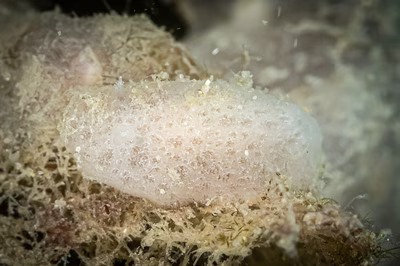 Jorunna sp. 2 - Jorunna sp. 2