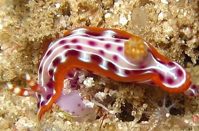 Hypselodoris yarae - Hypselodoris yarae