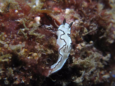 Doriprismatica atromarginata - Doriprismatica atromarginata