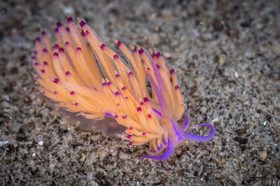 Unidentia sp. 3 - Unidentia sp. 3