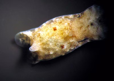 Niparaya sp. 6 - Niparaya sp. 6