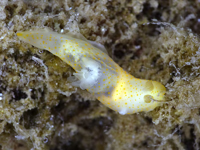 Gymnodoris sp. 23 - Gymnodoris sp. 23