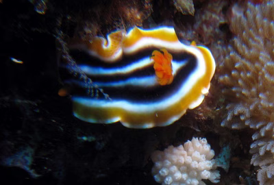 Chromodoris magnifica - Chromodoris magnifica