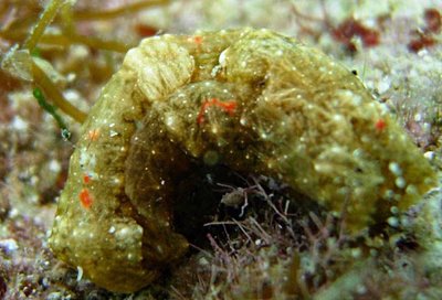 Philinopsis sp. 1 - Philinopsis sp. 1