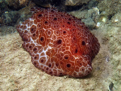 Pleurobranchus grandis - Pleurobranchus grandis
